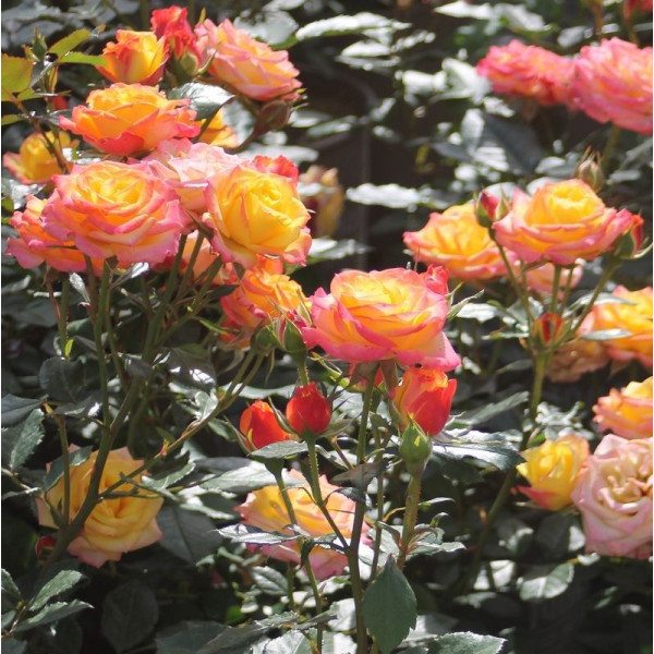 TROPICAL CLEMENTINE®  TROPICAL CLEMENTINE®